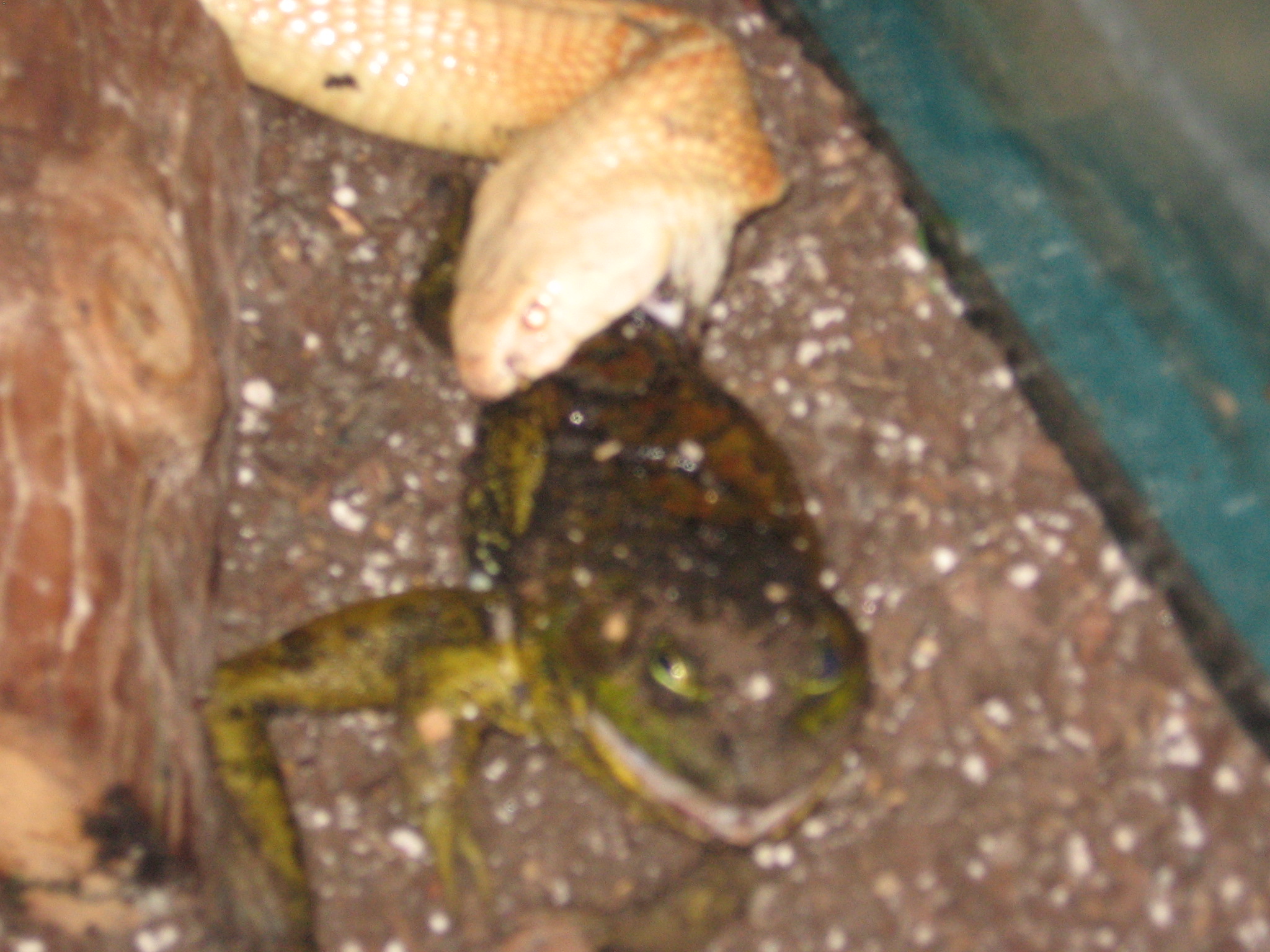 Cobra Eating Bullfrog 004.jpg [748 Kb]